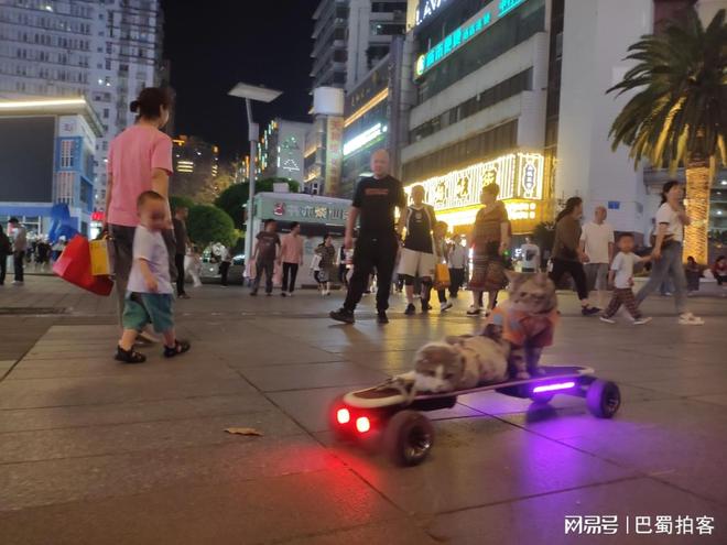 炫电动滑板车“冲浪” 萌翻路人新葡京重庆街头现两只萌猫乘坐酷