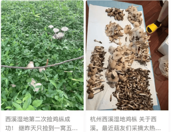 杭州这里一批批人涌入!多平台公告:严禁澳门新葡京入口蘑菇捡不完根本捡不完!(图3) 杭州这里一批批人涌入!多平台公告:严禁澳门新葡京入口蘑菇捡不完根本捡不完!(图3)